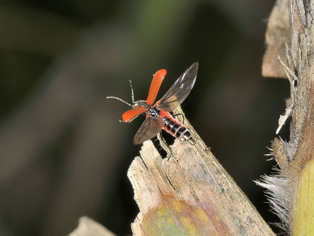 Anthocomus rufus
